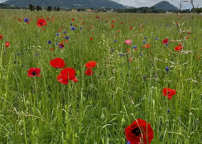 Gaestehaus Im Gruenen Allerheiligen bei Wildon